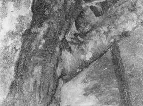一棵树的习作Study of a Tree