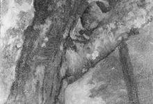一棵树的习作Study of a Tree