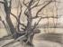 沙地上的树根Tree roots in a sandy ground